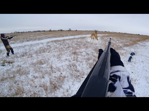 Видео: ОТКРЫТИЕ ОХОТЫ НА ЗАЙЦА 2025! Удачно