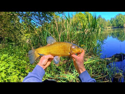 Видео: Рыбалка на крупного линя и карпа на поплавочную удочку / Catching Big Tench and Carp on the Float.