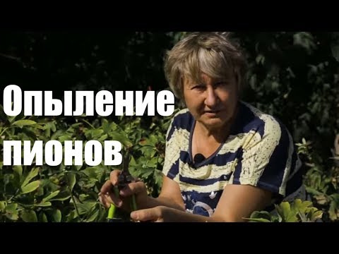 Видео: Опыление пионов. Опыт Ворошиловой А.Б. / Сад Ворошиловой