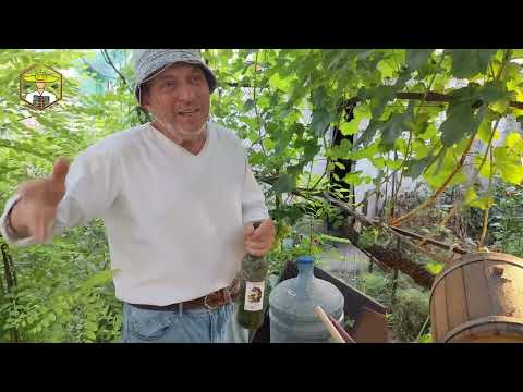 Видео: Як продати мед в 6 разів дорожче - Медовуха. Пасіка дяді Міші