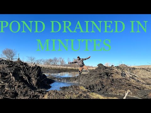 Видео: 35 ФУНТОВ ТАННЕРИТА ОСУШИЛИ ПРУД ЗА считанные минуты!!! (МЫ ЗАТОПИЛИ ВСЕ НИЖЕ ПО ТЕЧЕНИЮ)