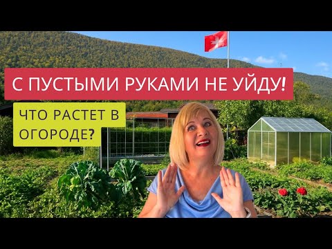 Видео: ОГОРОДЫ НЕ ПЕРЕСТАЮТ УДИВЛЯТЬ!!🍅🥦🥕СОХРАНИТ ЛИ ПЕРЕЦ ПРЕДСЕДАТЕЛЬ?🌶️🌶️🌶️ПОСЛЕДНИЙ УРОЖАЙ-НО КАКОЙ!🔥❤️