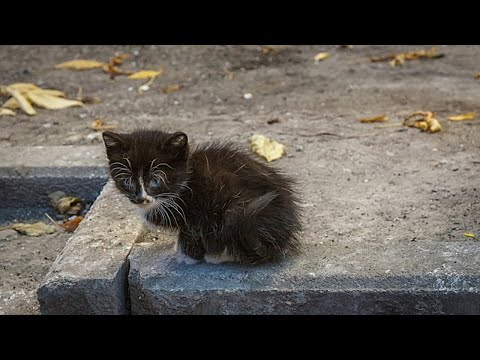 Видео: Всех котят разобрали, а его выбросили в мусорный контейнер