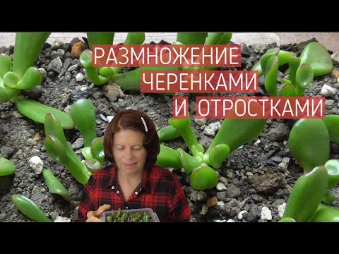 Видео: Денежное дерево Толстянка  Размножение черенками и отростками.