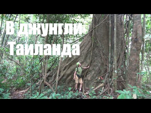 Видео: В джунгли Таиланда.