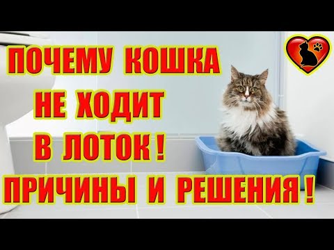 Видео: Почему Кошка Не Ходит в Лоток? Причины и Пути Решения!