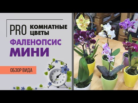 Видео: Фаленопсис мини - миниатюрная орхидея, которая не вырастет | Орхидеи бабочки - малышки