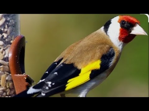Видео: Қора қамиш ЁВОЙЙИ КУШ БОЗОРИ