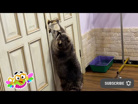 Видео: Люди-помогите, енота в спальню не пускают. В какие службы жаловаться?