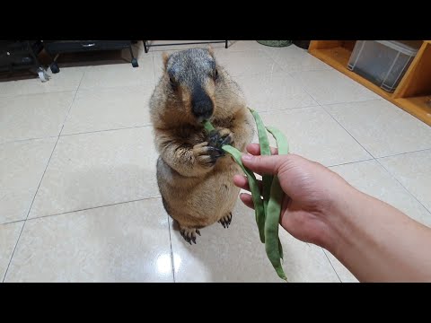 Видео: сурок зависает на 15 секунд, потому что не любит бобы