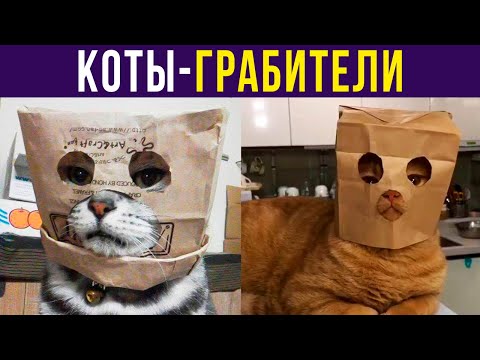 Видео: Всем смотреть, это ограбление!) Приколы с котами | Мемозг #398