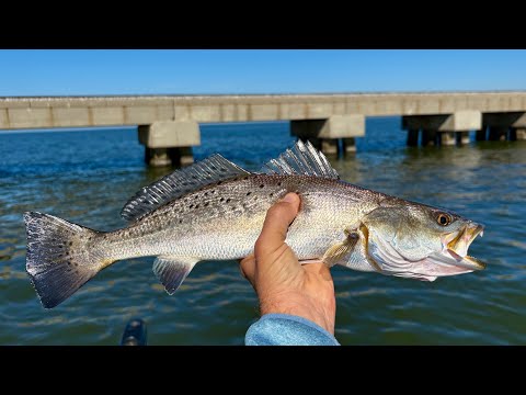 Видео: Спексы возвращаются на твердую структуру!