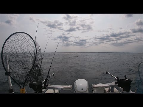 Видео: Episode 1 - Дохлые Селёдки