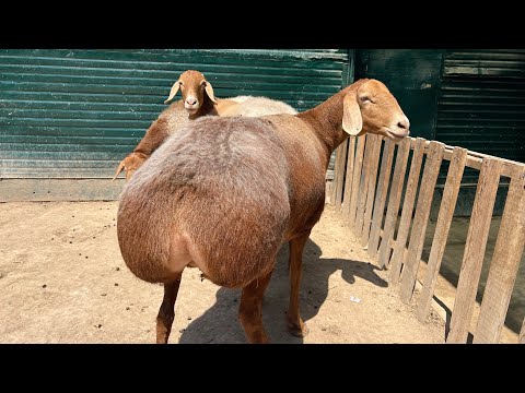 Видео: Йош бўғоз ва егизакчи она бола қўйларни коттасидан излаябсизми