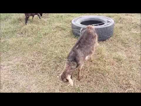 Видео: Козы не растут - беломышка - как спасти коз/Лечение беломышечной болезни