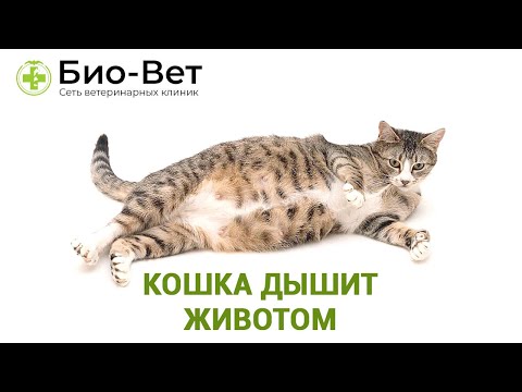 Видео: Кошка дышит животом - Причины и Что Делать // Сеть Ветклиник Био-Вет