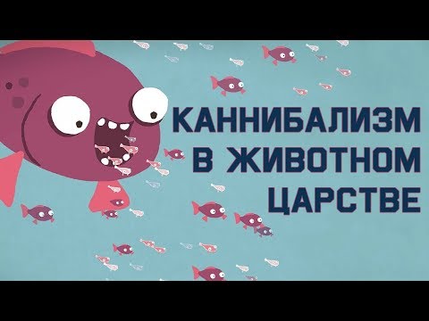 Видео: Edu: Каннибализм в животном царстве