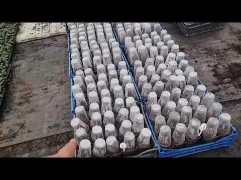 Видео: Последствия урагана. Ежевика в теплице. Рассадники.