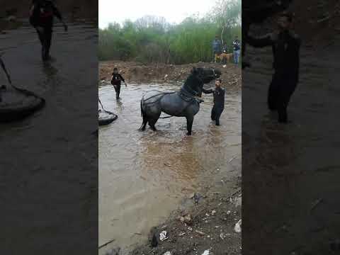 Видео: Най мощния кон в кв главеви
