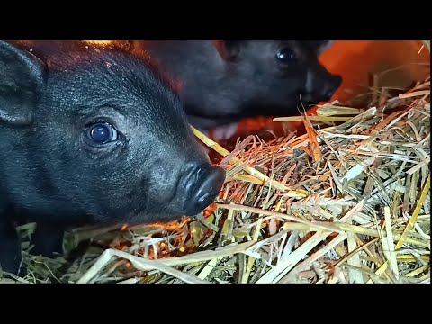 Видео: Вьетнамские свиньи. Чем кормить, что едят? наш опыт