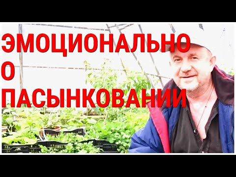 Видео: ТоматПомидор Не надо его пасынковать! Просто обрывайте всё до палки! Пасынкование это та-же прополка