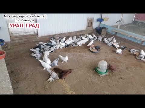 Видео: Ждём весну#урал град#коллекция голубей#Таликов Бузулук.