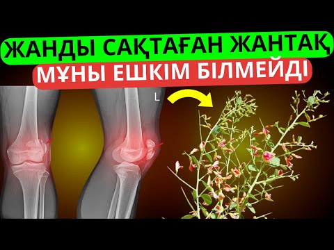 Видео: Сіз білмеген жантақтың пайдасы