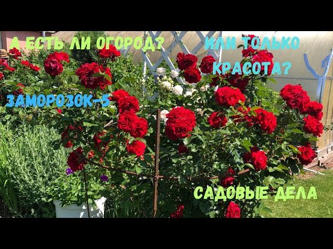 Видео: А есть ли огород? Или только красота? Заморозок -5. Садовые дела.