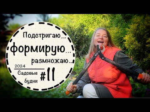 Видео: Садовые будни #11☘️Шланг для полива☘️Формирую можжевельник и лавровишню☘️Луковичные ☘️Апрель 2024