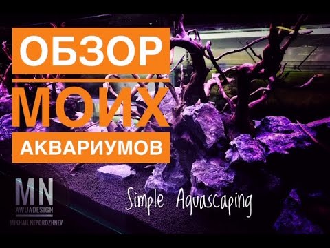 Видео: #aquascaping #aquadesign Акваскейпинг.  Обзор моих аквариумов  у Дмитрия  Кашкарова.