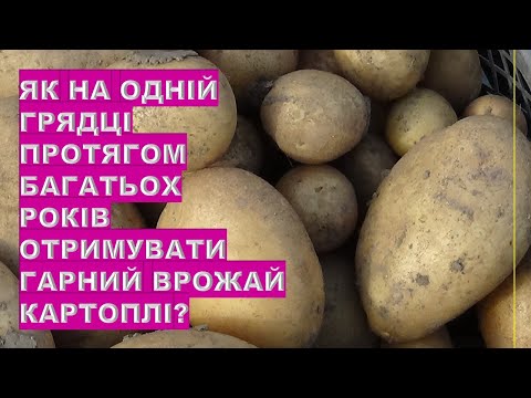 Видео: Як на одній грядці багато років поспіль отримувати великий врожай картоплі?