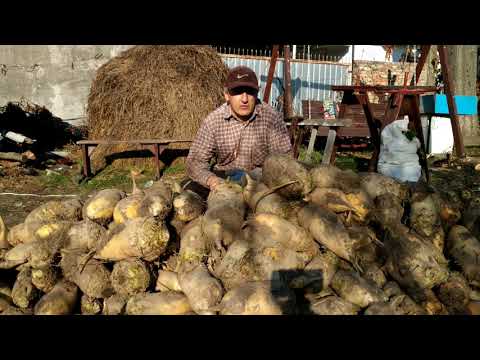 Видео: Урожай свеклы 2019 года и от чего он зависит