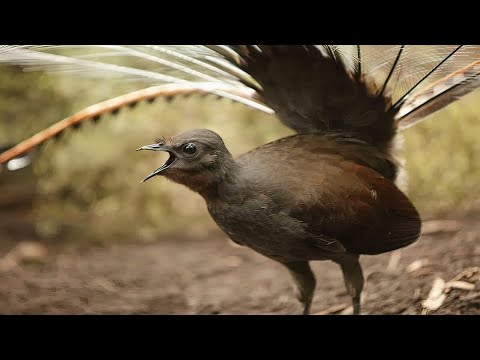 Видео: Лирохвост. Птица - диктофон, мастер звуковых иллюзий природы!