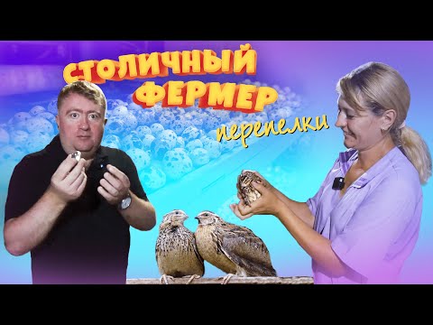 Видео: Производство перепелов в Тимашевске - работа инкубатора и разведение маленьких птичек