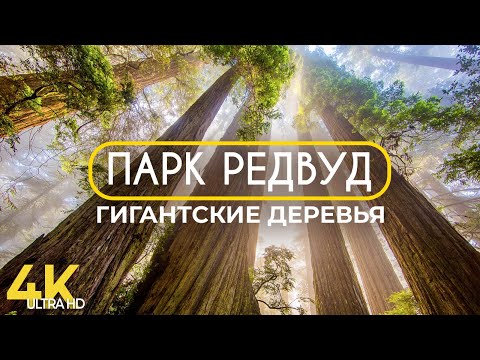 Видео: Гигантские деревья парка Редвуд - Виртуальная прогулка по лесу - Фильм-релакс с озвучкой в 4К