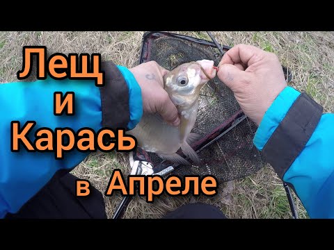 Видео: ФИДЕР В АПРЕЛЕ . КАРАСЬ И ЛЕЩ НА Фидер. РЫБАЛКА на реке