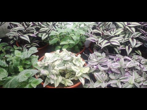 Видео: Как вырастить шикарные кусты традесканций и шары каллизии быстро к весне. Уход полив. Обзор Часть 2.