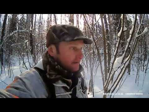 Видео: Охота на зайца с РГ Вьюгой. Натаска в 6 месяцев.