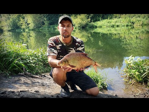 Видео: С женой за лещём в ночь! Рыбалка на фидер на Дону