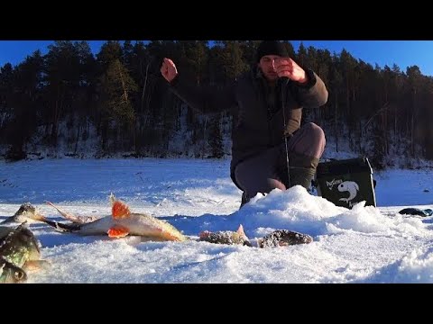 Видео: НАШЛИ СТАЮ И ДАВАЙ ДУБАСИТЬ ТОЛЬКО УСПЕВАЙ ОПУСКАЙ! рыбалка в Сибири