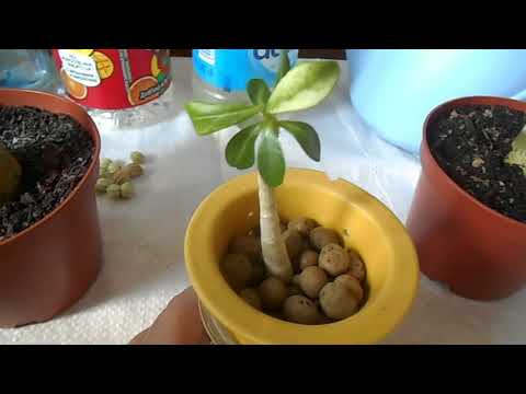 Видео: Адениум: мои неудачные прививки, вариегатность/вирусность,  бутошки :)