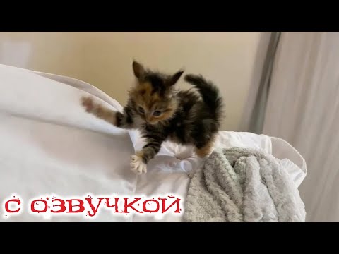 Видео: Приколы с котами! С ОЗВУЧКОЙ! Смешные коты! Самые смешные животные! Я РЖАЛ ЧАС!