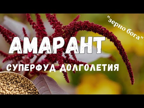 Видео: Амарант - польза и история, еда и лекарство. ВСЁ об амаранте #здоровье