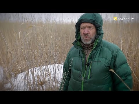 Видео: В джунглях Прибалхашья