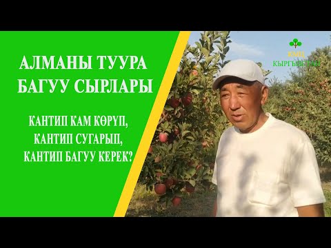 Видео: Мындай алма бакты көрө элексиз! АЛМАНЫ БАГУУ СЫРЛАРЫ