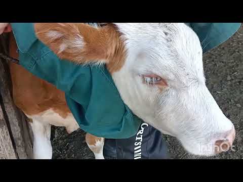 Видео: Беда с глазами. Как их лечить?