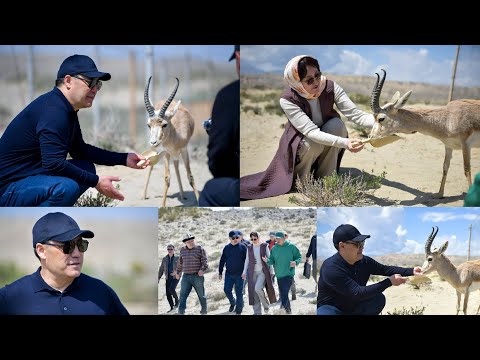 Видео: Садыр Жапаров ЖУБАЙЫ экөө КӨЛДӨ жейрендерди КАЛЫБЫНА келтирүү ДОЛБООРУ м/н ТАНЫШЫП жем БЕРГЕН видео