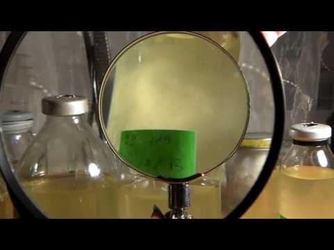 Видео: Жидкий мицелий:цель-поражение.