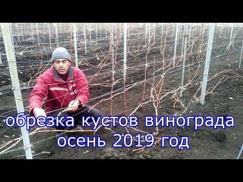 Видео: Обрезка кустов винограда, осень 2019 год