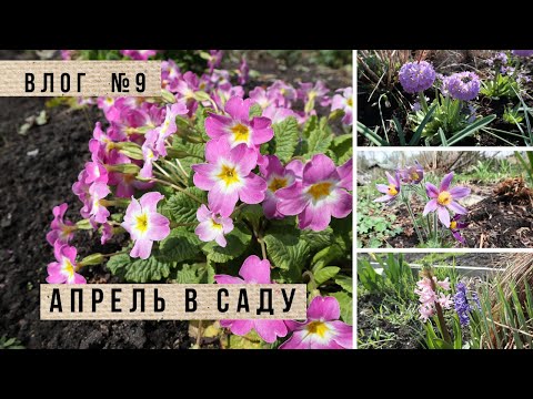 Видео: Апрель в саду / Обзор растений, изменения и планы / Калиновка и Алёнин сад